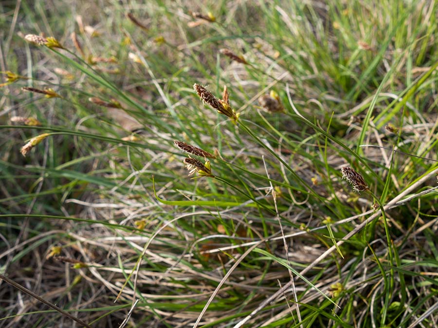 Carex in ambiente arido